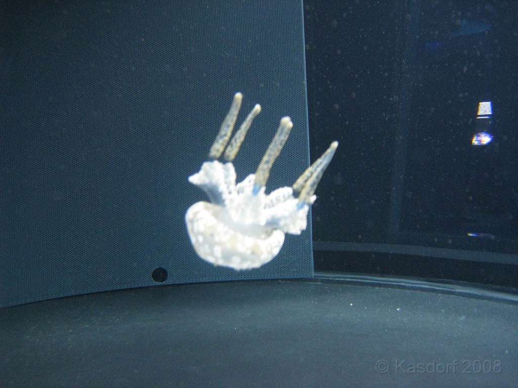 Baltimore MD 2009 1030.jpg - A 4th of July trip to Washington DC in 2009 included a stop in Baltimore MD to see the National Aquarium.